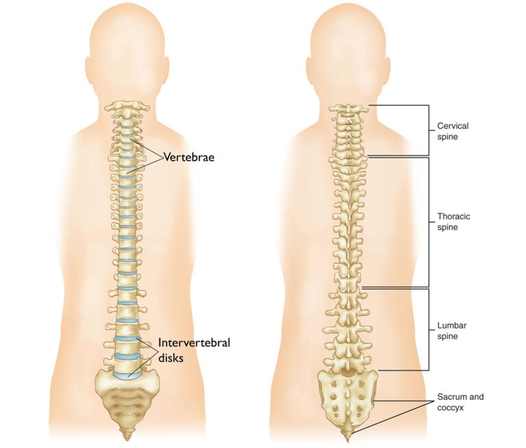 Medical illustration of the human spine highlighting cervical, thoracic, lumbar spine, vertebrae, and intervertebral discs